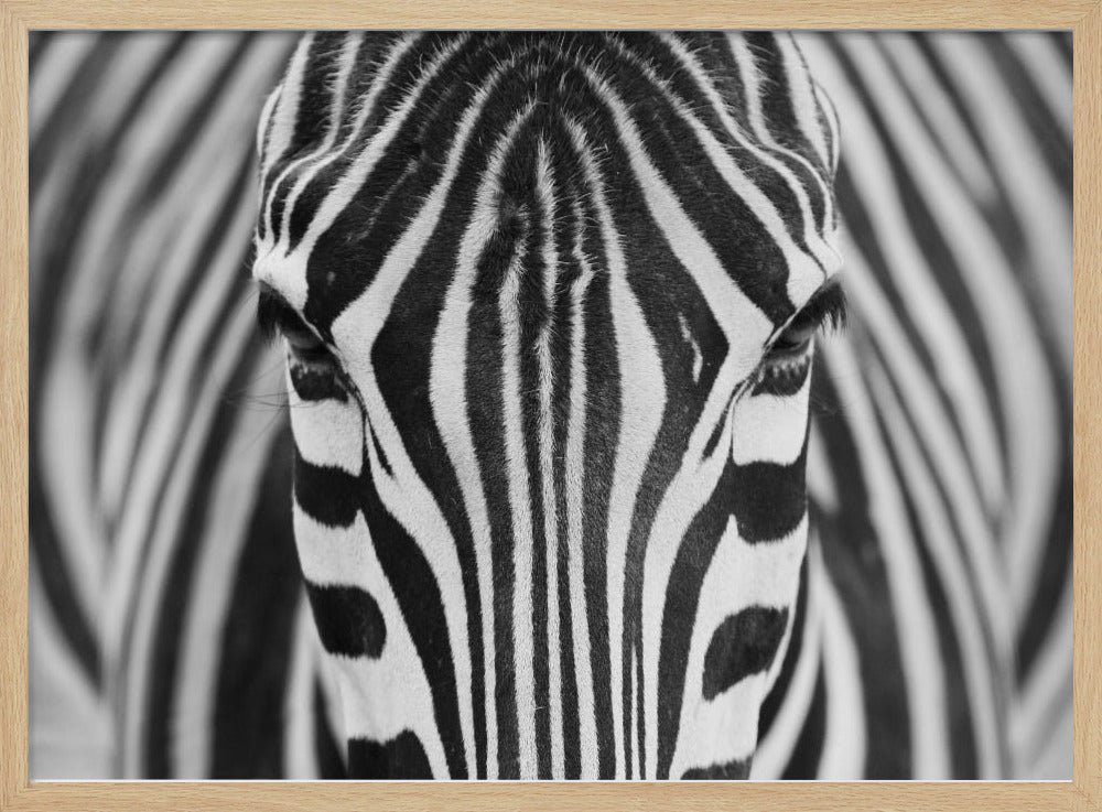 Zebra | Plakater - Kunsttryk