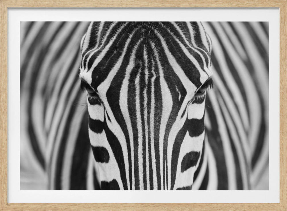 Zebra | Plakater - Kunsttryk