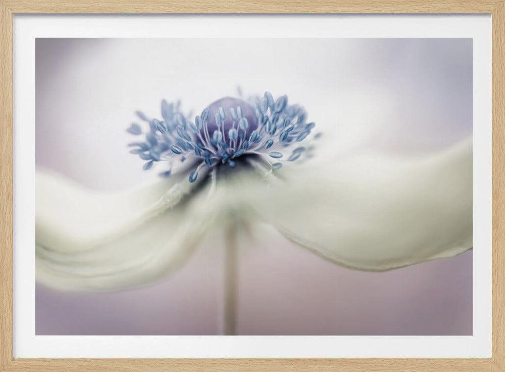 anemone Plakater - Kunsttryk