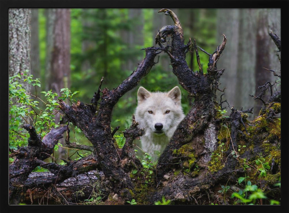 Loup | Posters - Affiche Artistique
