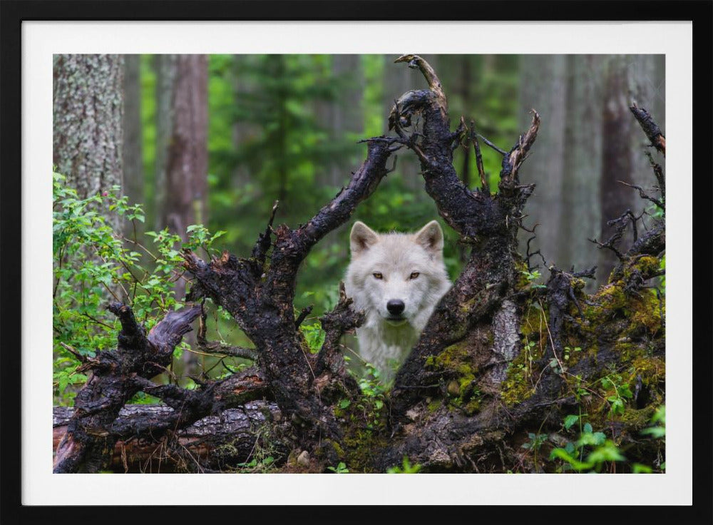 Loup | Posters - Affiche Artistique