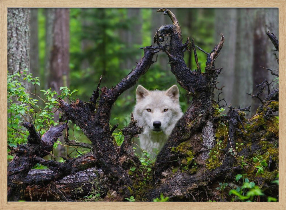 Loup | Posters - Affiche Artistique
