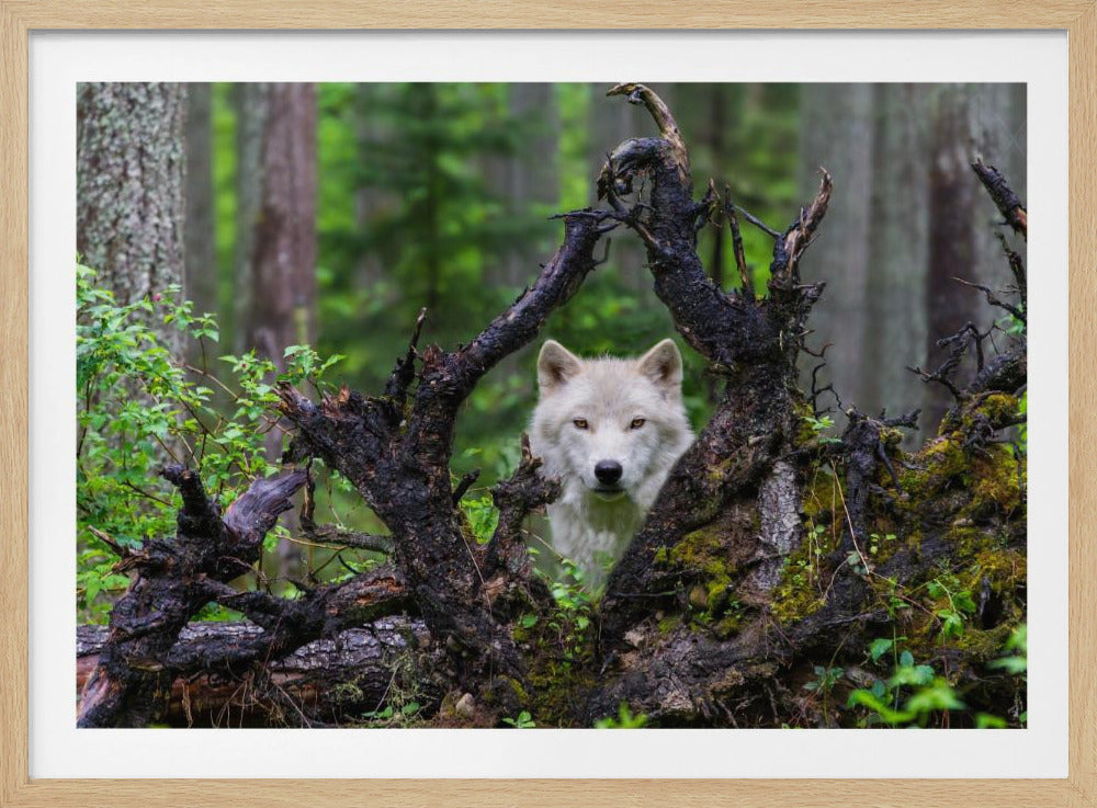 Loup | Posters - Affiche Artistique