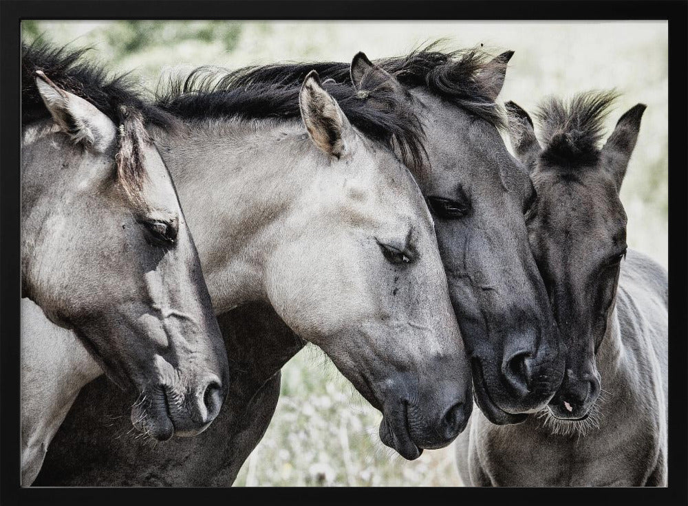 Cuatro caballos Konik | Posters  - Impresiones de Arte