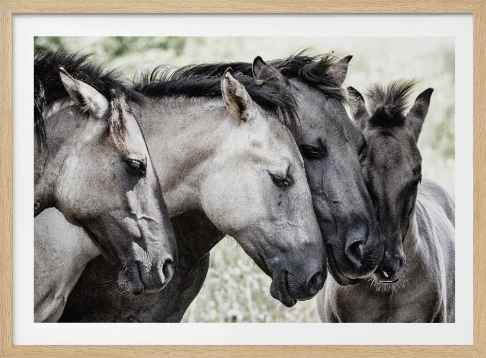 Cuatro caballos Konik | Posters  - Impresiones de Arte