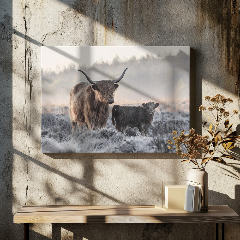 Högländare och kalv | Canvas