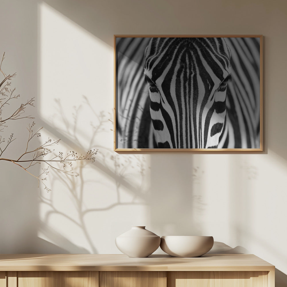 Zebra | Plakater - Kunsttryk
