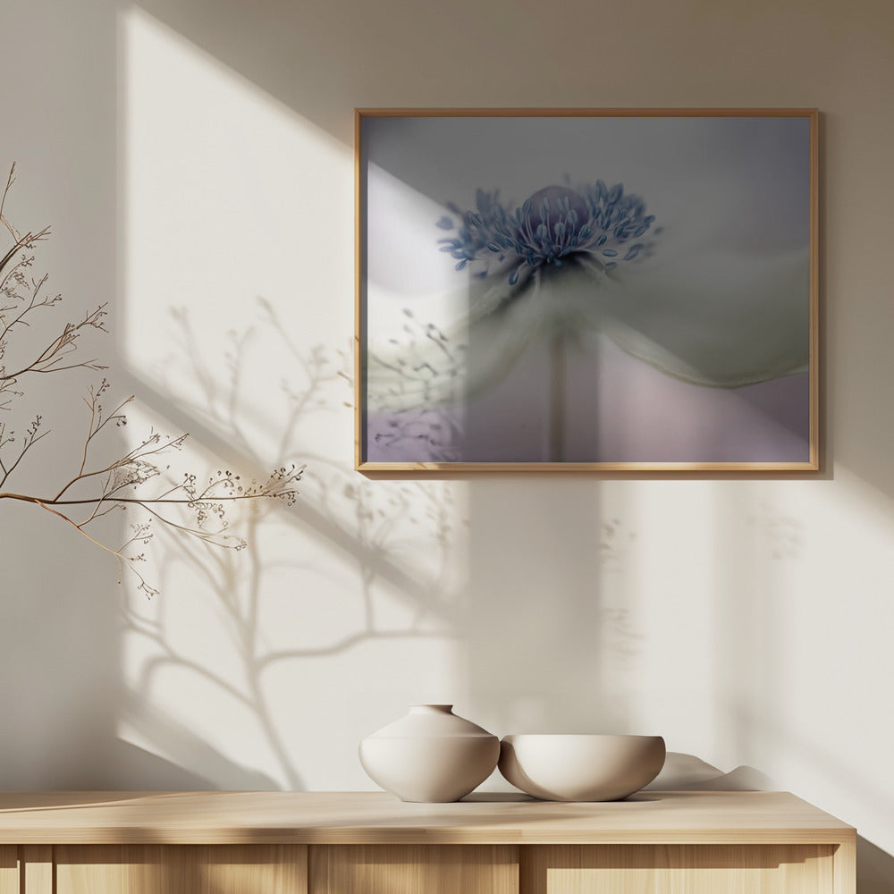 anemone Plakater - Kunsttryk