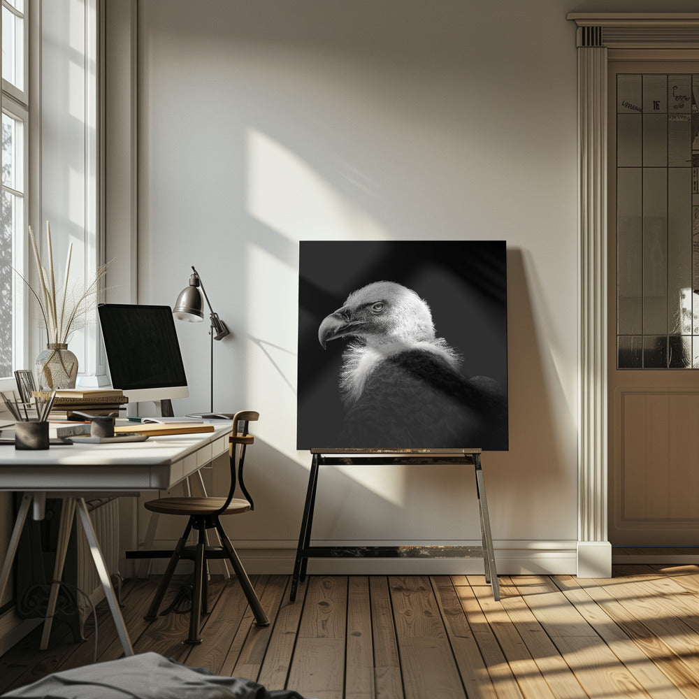 Eurasian Griffon #7 | Canvas