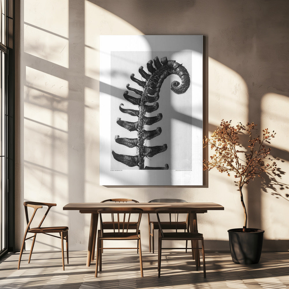 Polystichum Munitum | Tableaux sur Toile