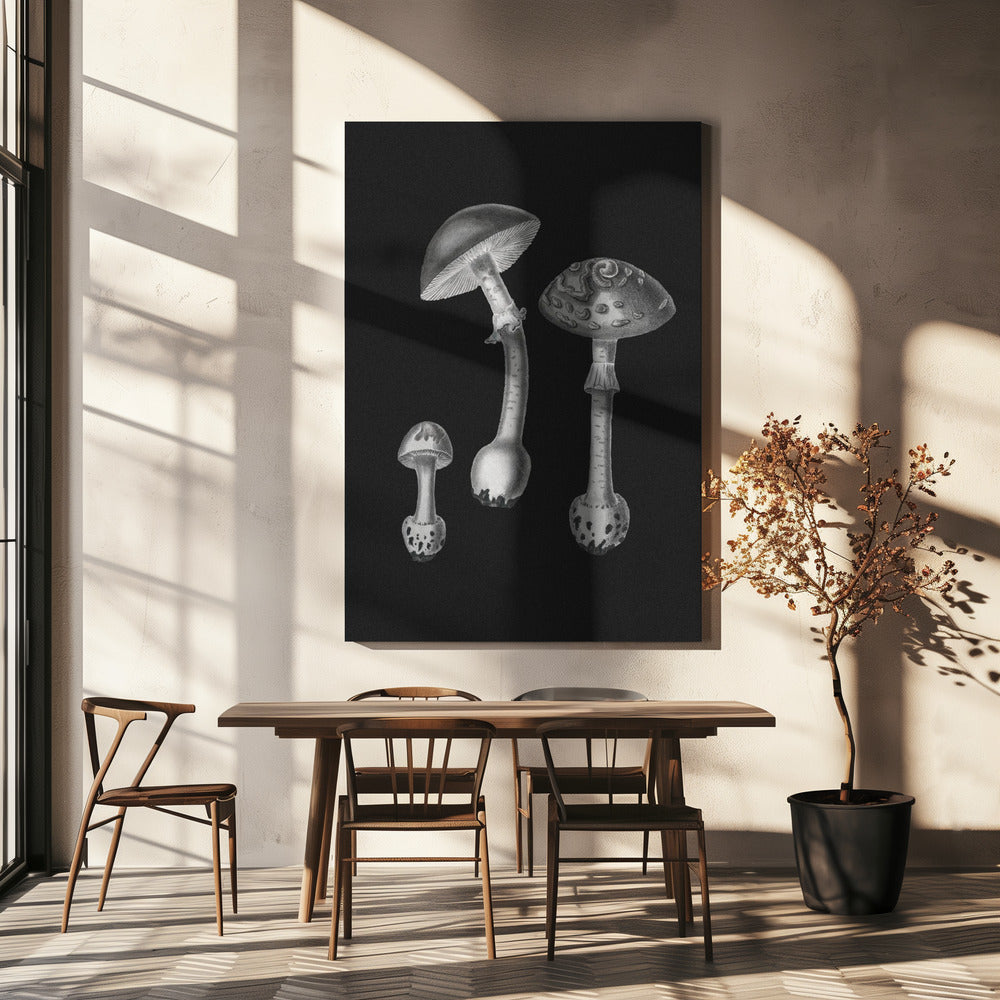 Amanita Muscaria sort baggrund BW | Lærredsbilleder