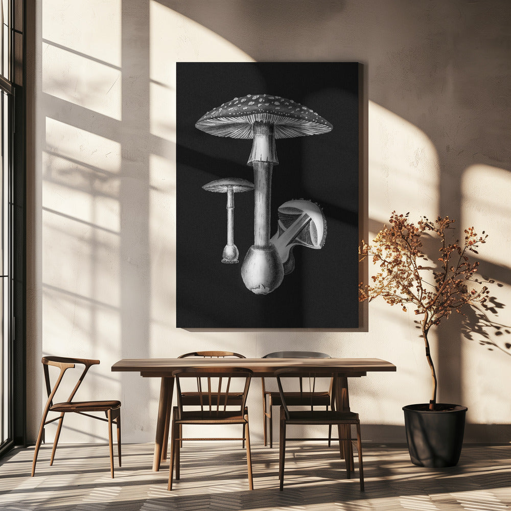 Amanita Muscaria dunkler Hintergrund SW | Leinwand-Bilder