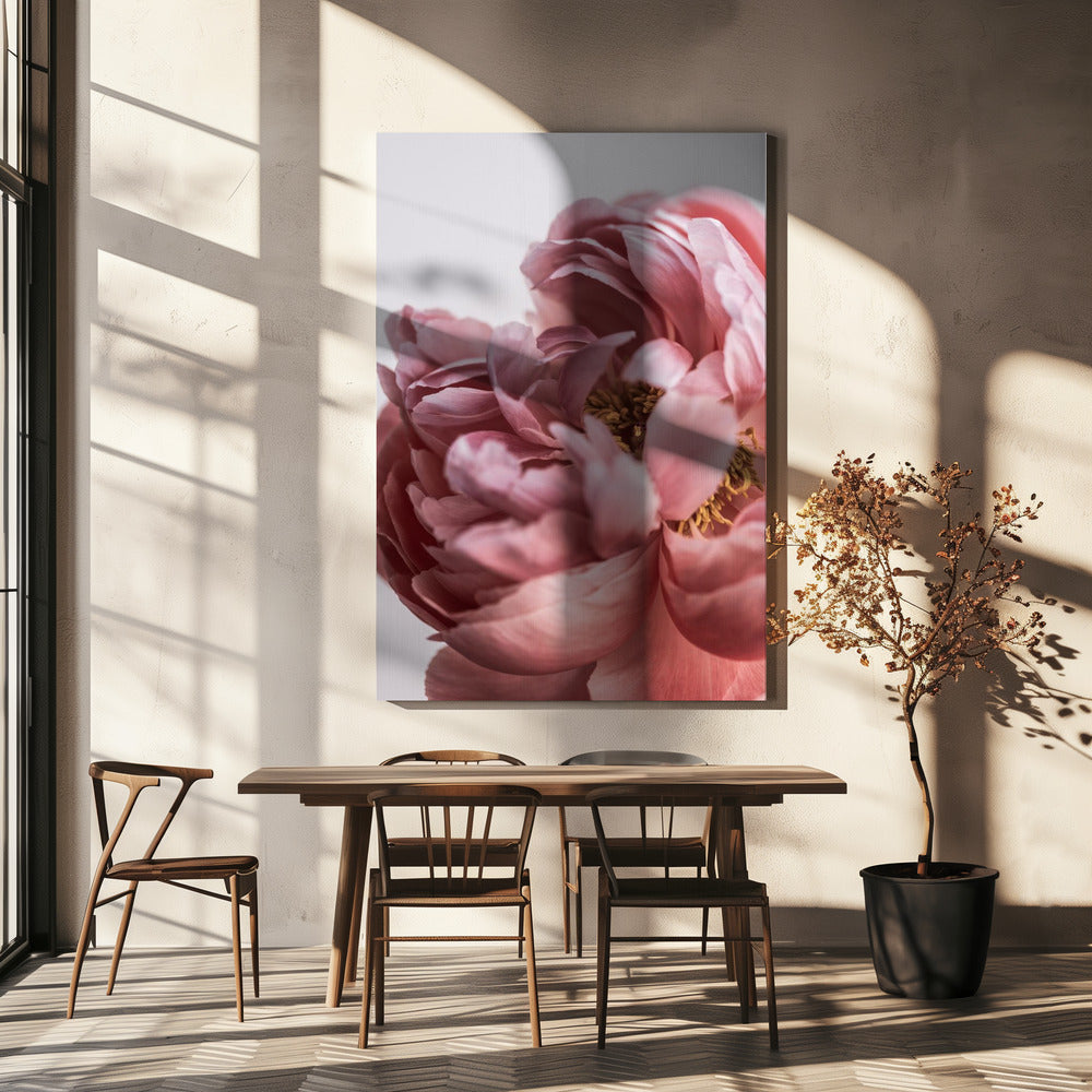 Peony | Canvas
