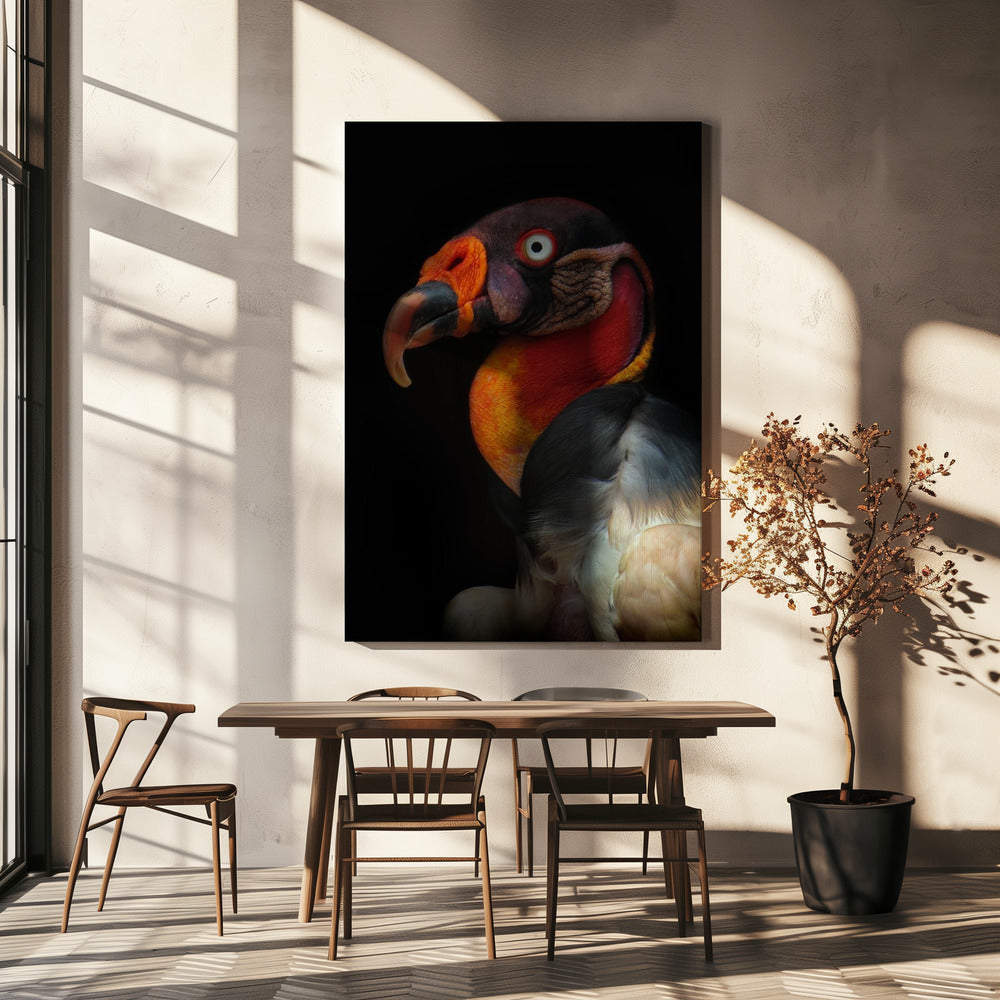 King vulture-Sarcoramphus papa | Canvas