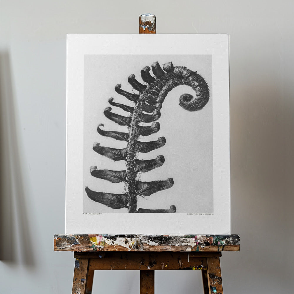 Polystichum Munitum | Tableaux sur Toile