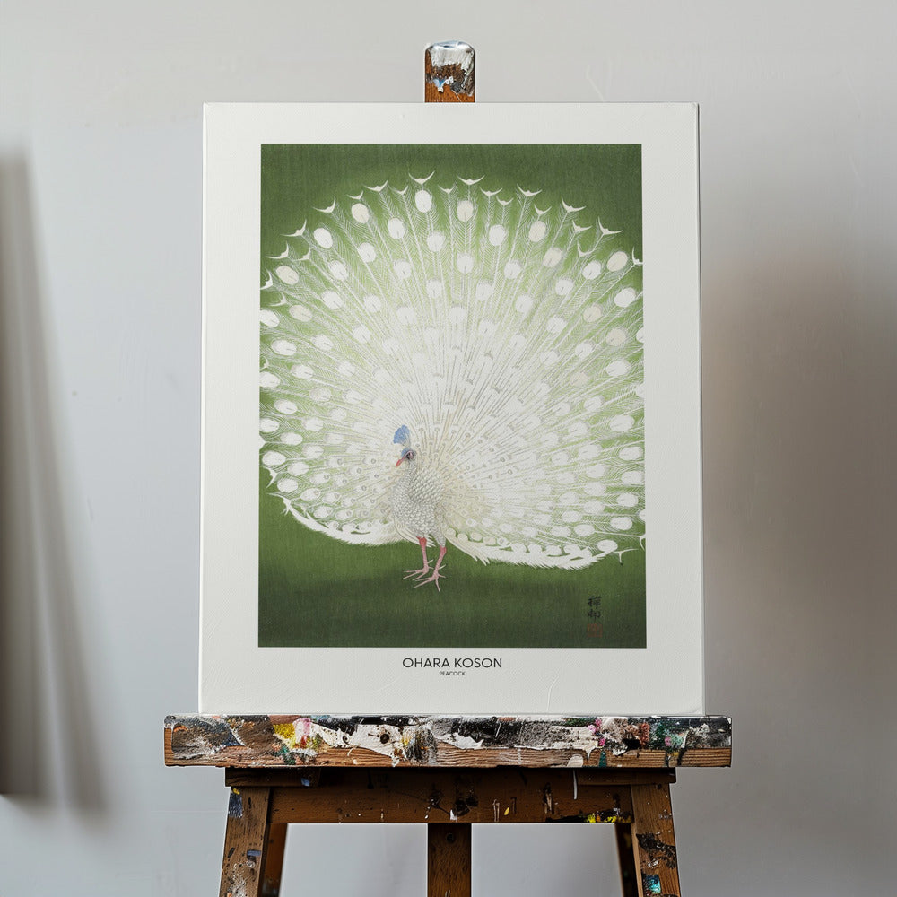 Peacock - Cropped | Canvas