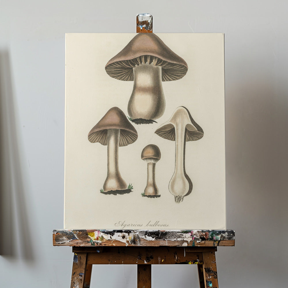 Ilustración de Agaricus Bulbosus. Botánica Médica 1836 | Impresiones en Lienzo