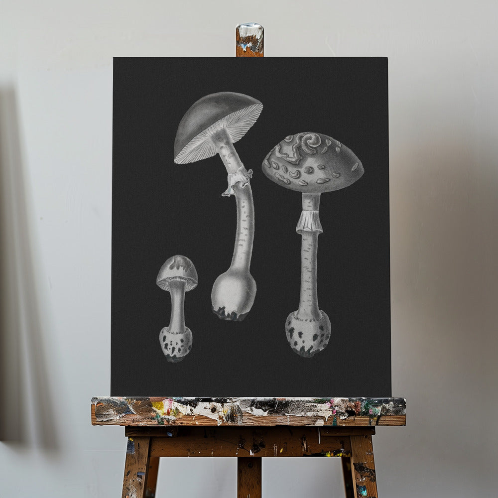 Amanita Muscaria sort baggrund BW | Lærredsbilleder
