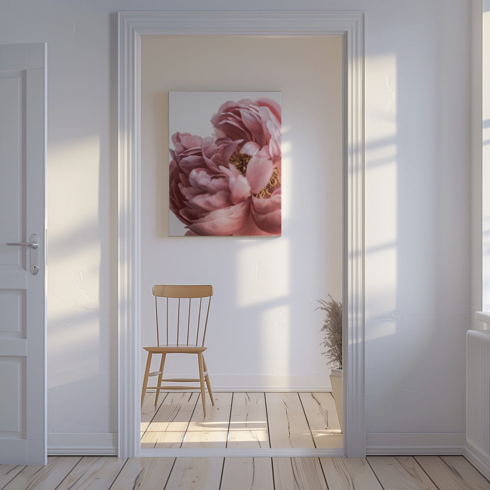 Peony | Canvas