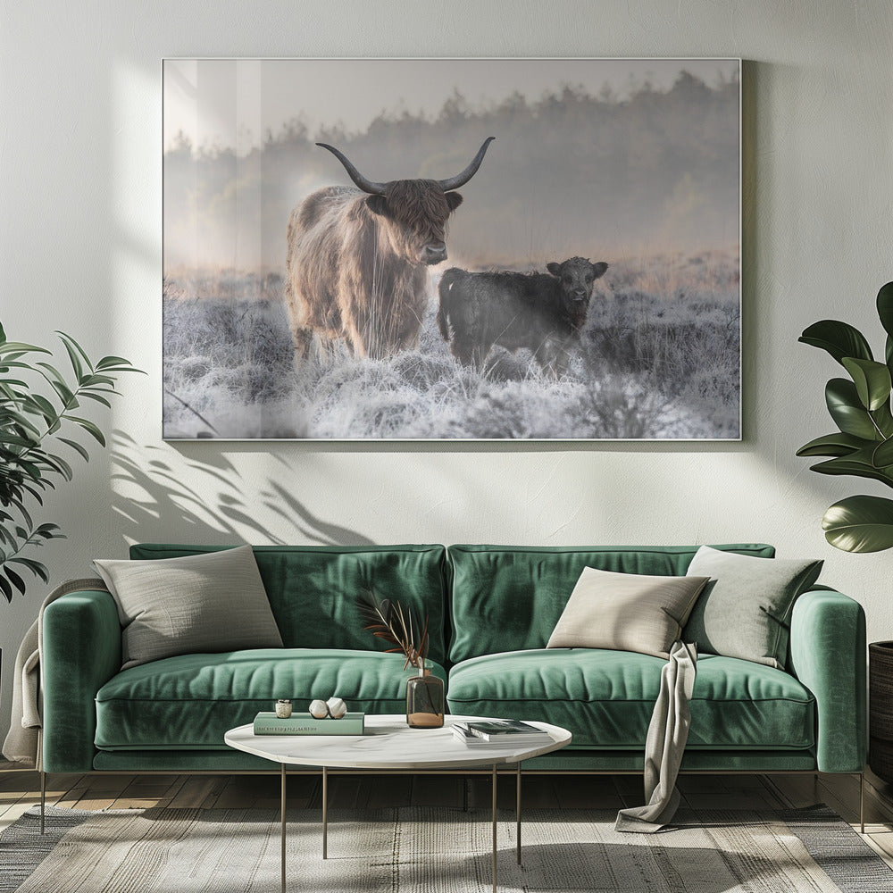 Högländare och kalv | Canvas