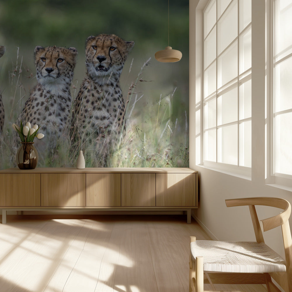 Bébés guépards | Papier Peint Photo
