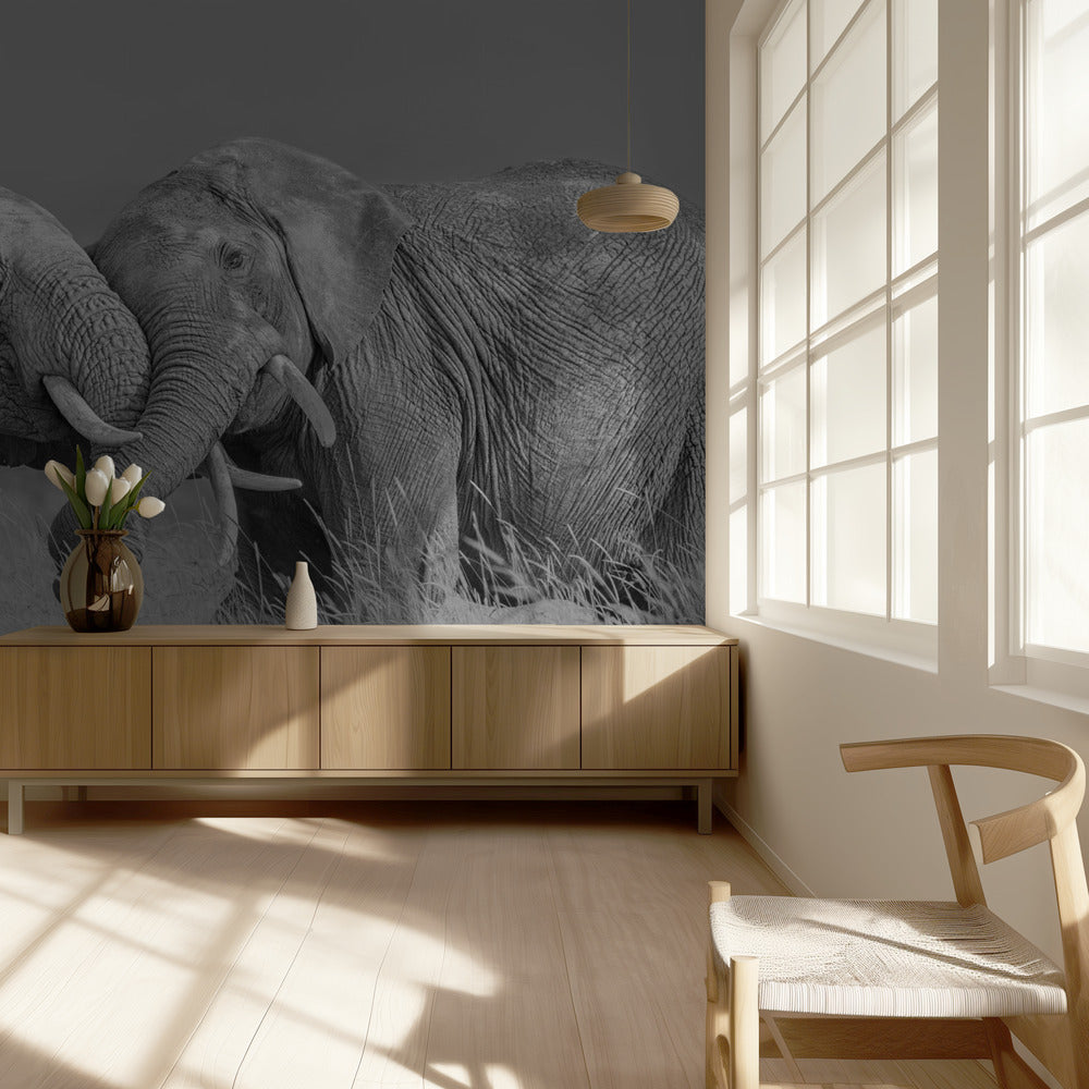 Vol d'éléphant | Papier Peint Photo