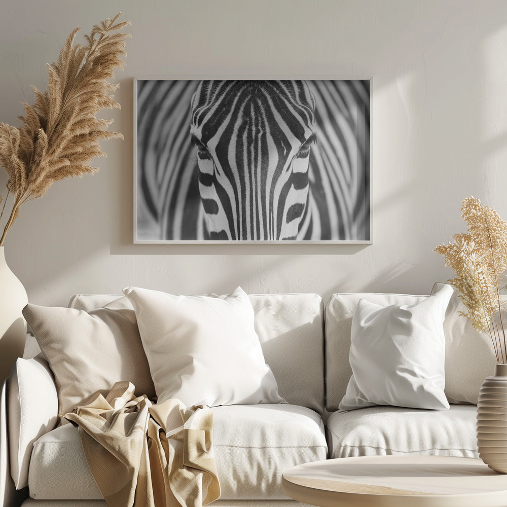 Zebra | Plakater - Kunsttryk