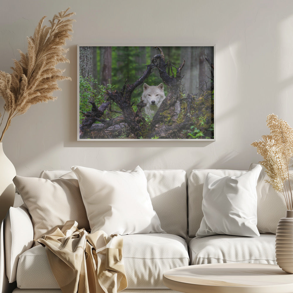Loup | Posters - Affiche Artistique