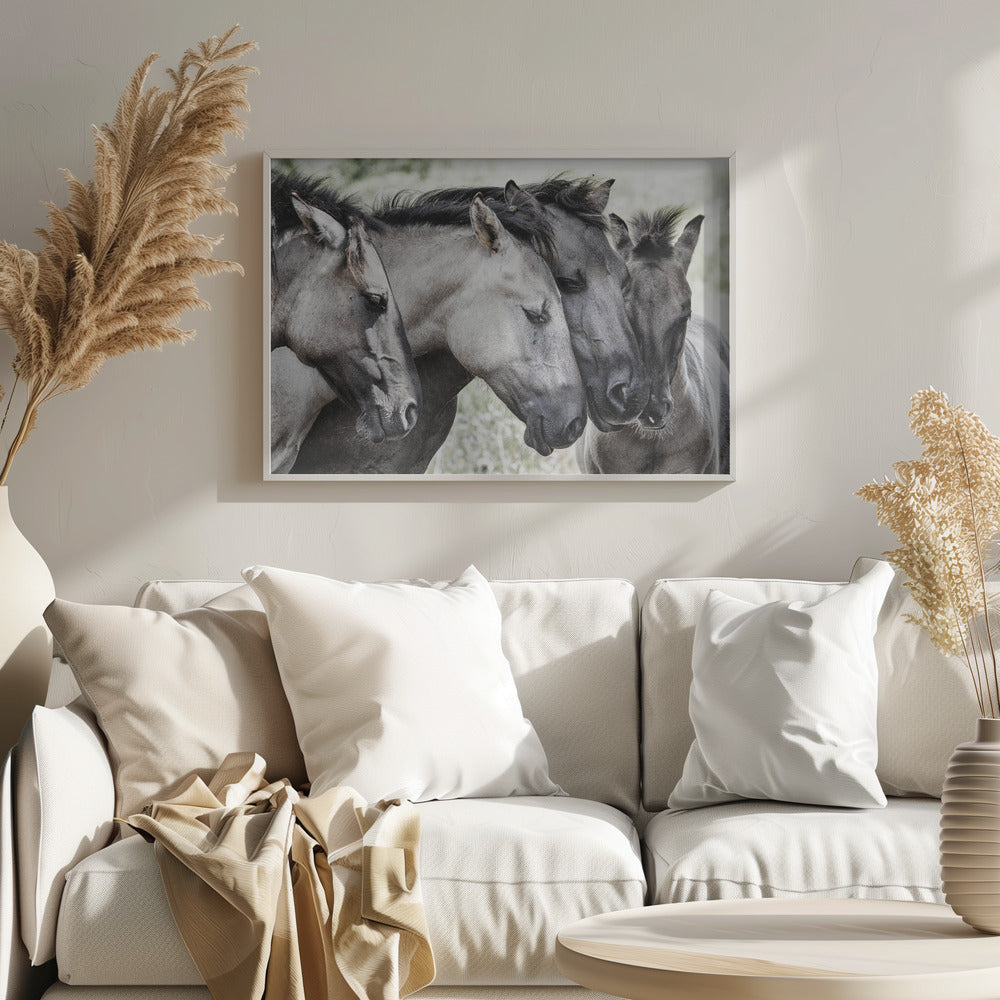 Cuatro caballos Konik | Posters  - Impresiones de Arte
