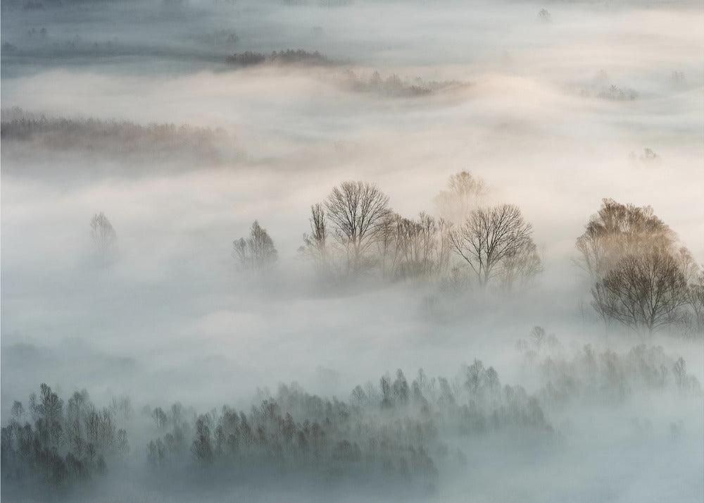 Niebla de invierno | Papel Pintado Fotográfico