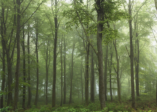 Skog... | Fototapet
