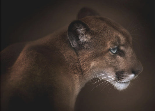 Puma | Papier Peint Photo