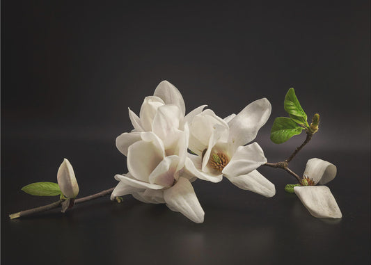 Magnolia | Fototapeta