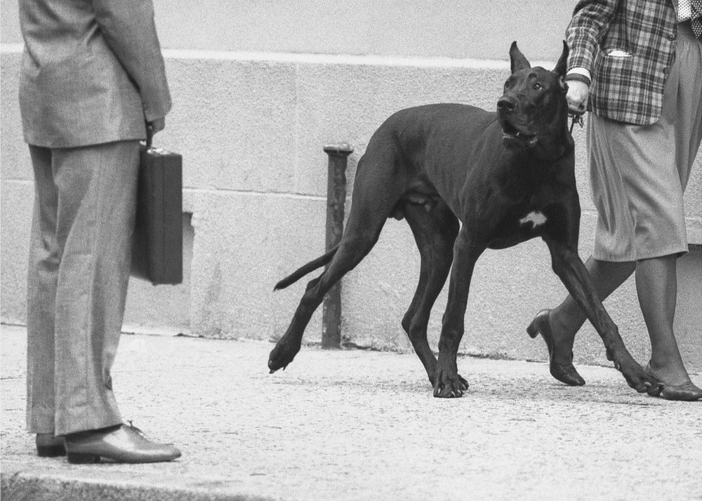 Garde du corps du dogue allemand (de la série "Boy meets girl") | Tableaux sur Toile