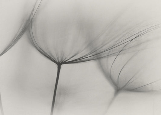 Tragopogon | Fototapeta