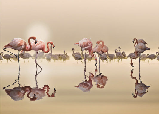 FLAMINGI | Fototapeta