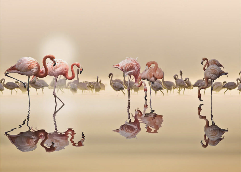 FLAMINGI | Fototapeta