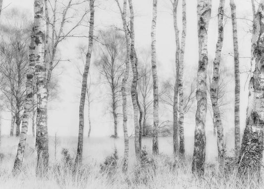 Czarno-biały | Fototapeta