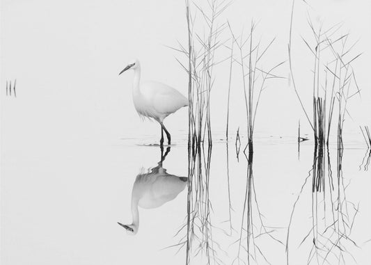 wit | Posters - Kunstdrukken
