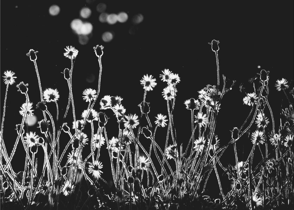De små blommorna | Canvas