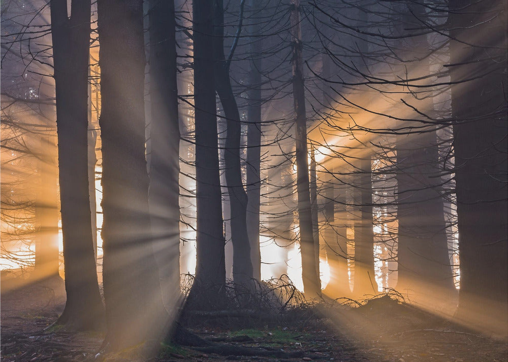 Skov | Fototapeter