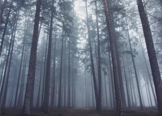 Geheimnisvoller Nebelwald. | Fototapeten