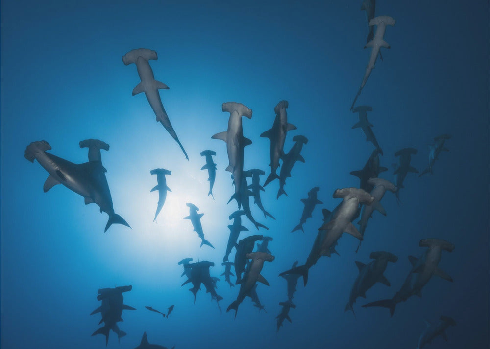 Requin-marteau-Photographie sous-marine | Papier Peint Photo