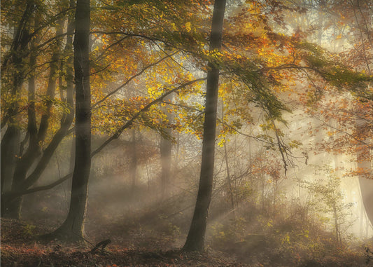Le luci della foresta | Carta da Parati Fotografica