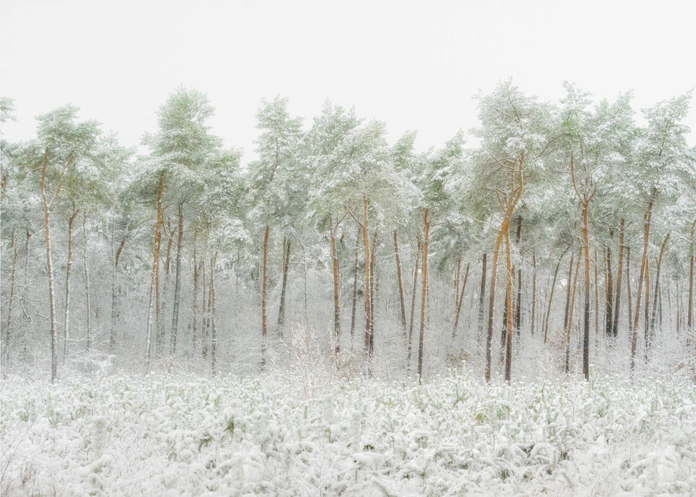Mondo della neve | Carta da Parati Fotografica