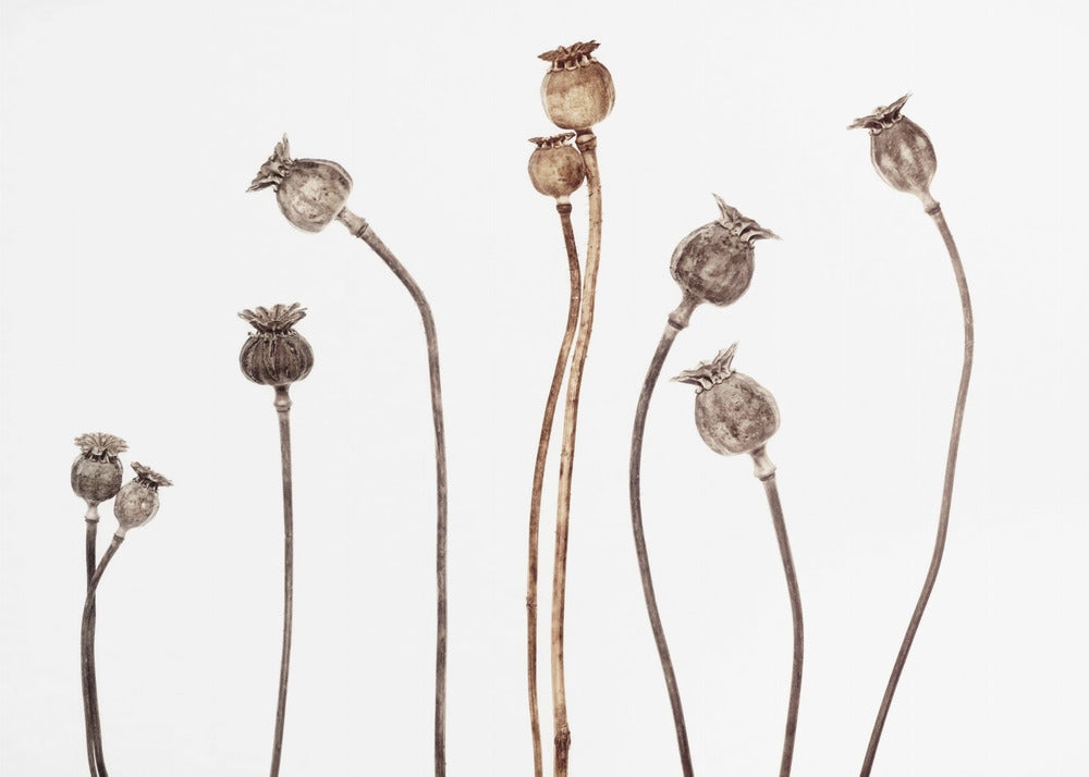 Coquelicots | Papier Peint Photo