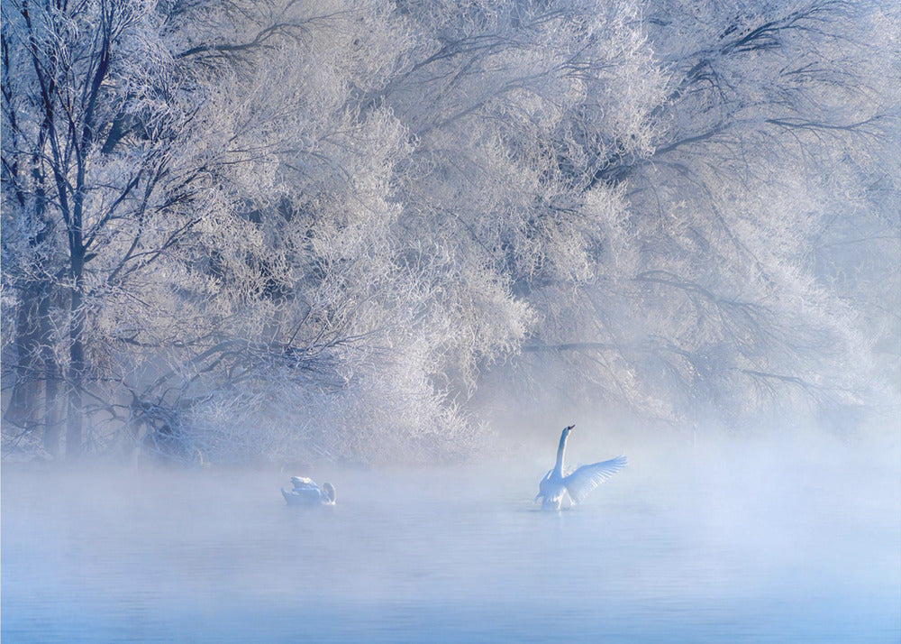 Il lago dei cigni | Carta da Parati Fotografica
