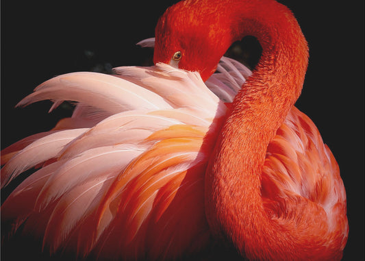 flamingo Fototapeter