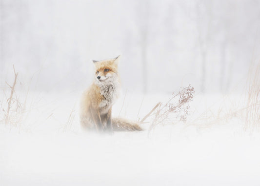En attente. . . | Papier Peint Photo