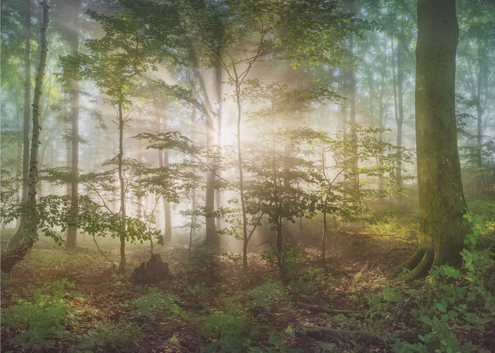 morgensol | Fototapeter